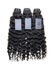 Burmese Curly